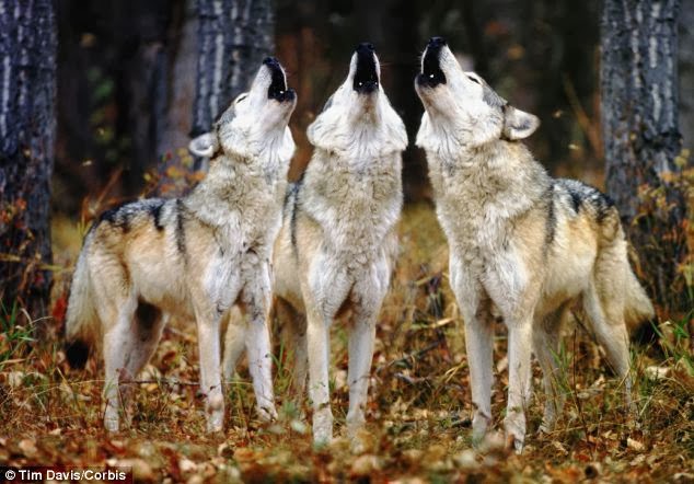 News Leader’s Editorial Pages Are Following The Main Stream Media Wolf Pack